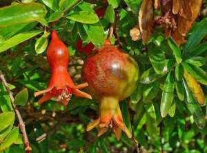 La grenade un anticancer naturel puissant